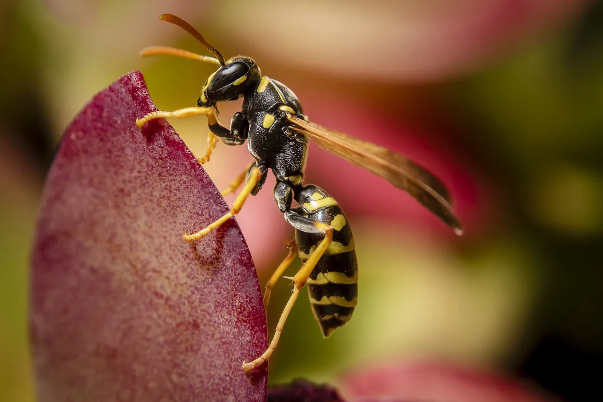 Scientists have warned of a possible fly infestation due to a decline in the wasp population