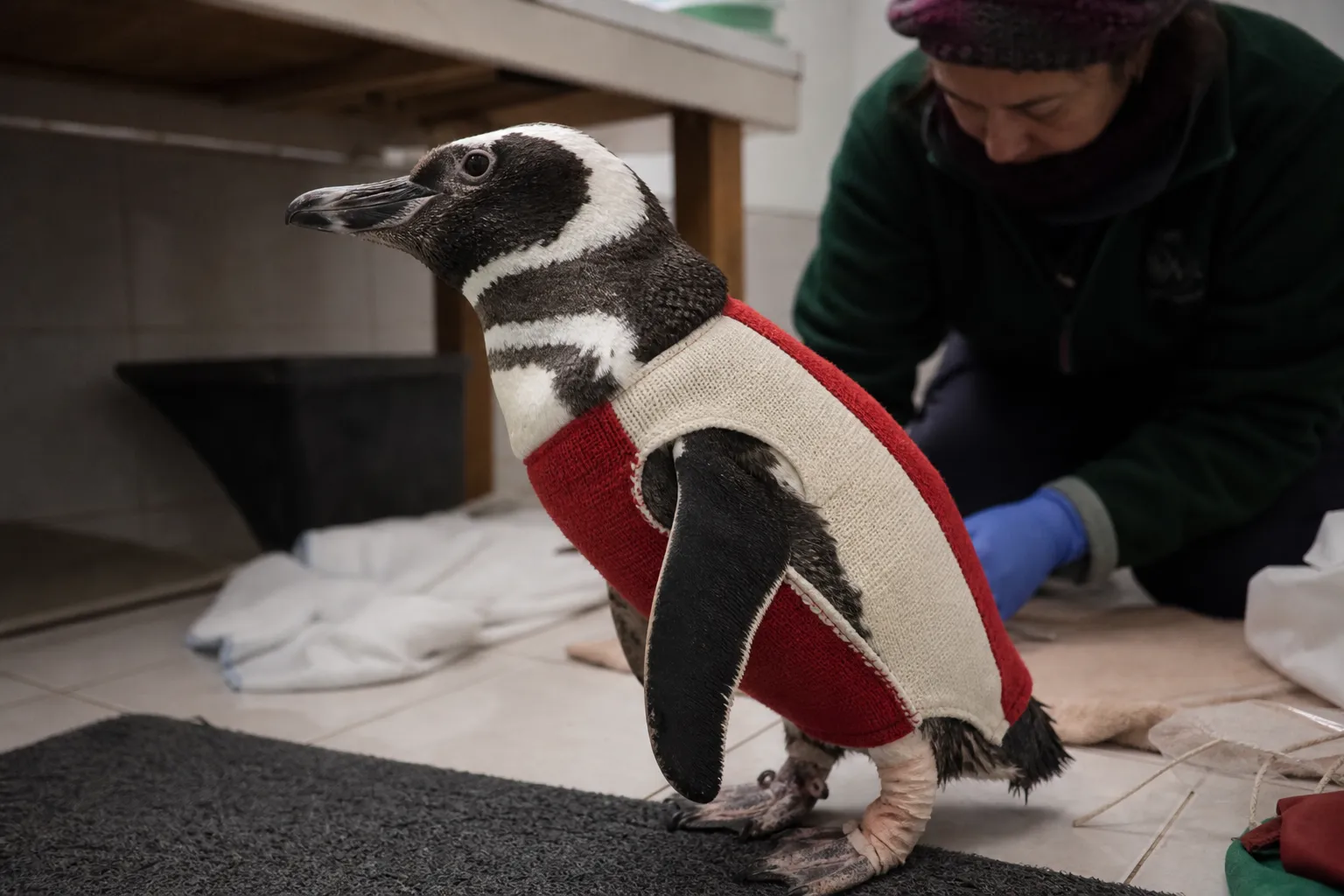 Chile tests copper- and zinc-infused suits on injured penguins