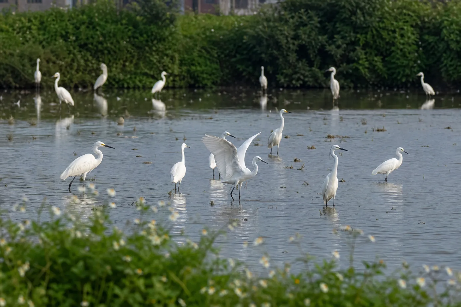 China challenges Science study on solar policy’s impact on birds