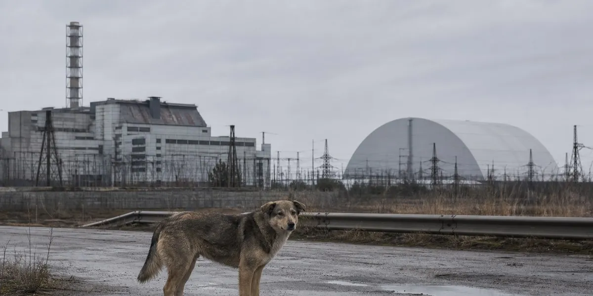 乌克兰切尔诺贝利禁区的犬只发现自然选择迹象——ScienceAlert