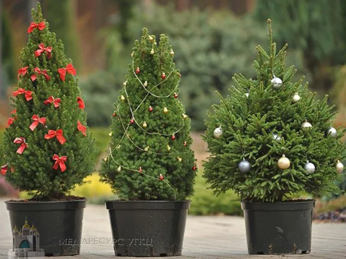 Новорічний тренд змінюється, українці відмовляються від живих ялинок