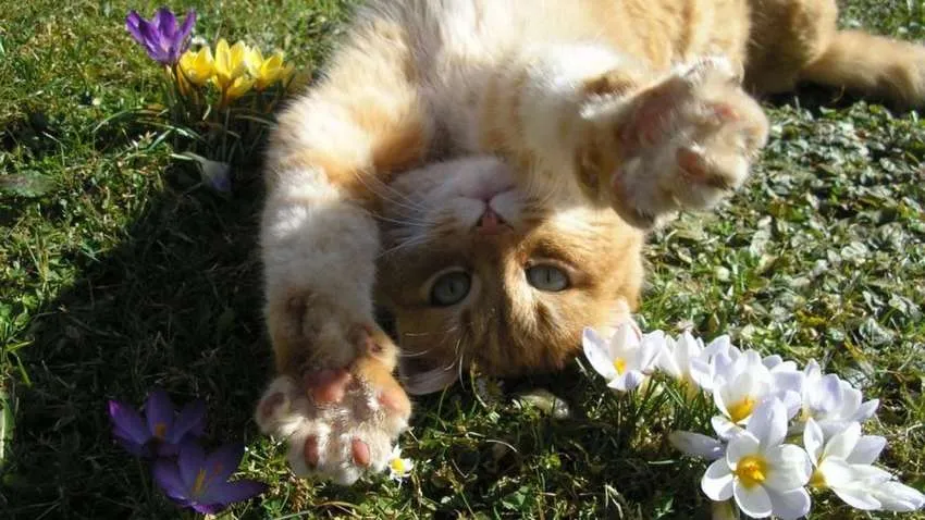 28 березня в Україні до +18°, дощі лише на заході