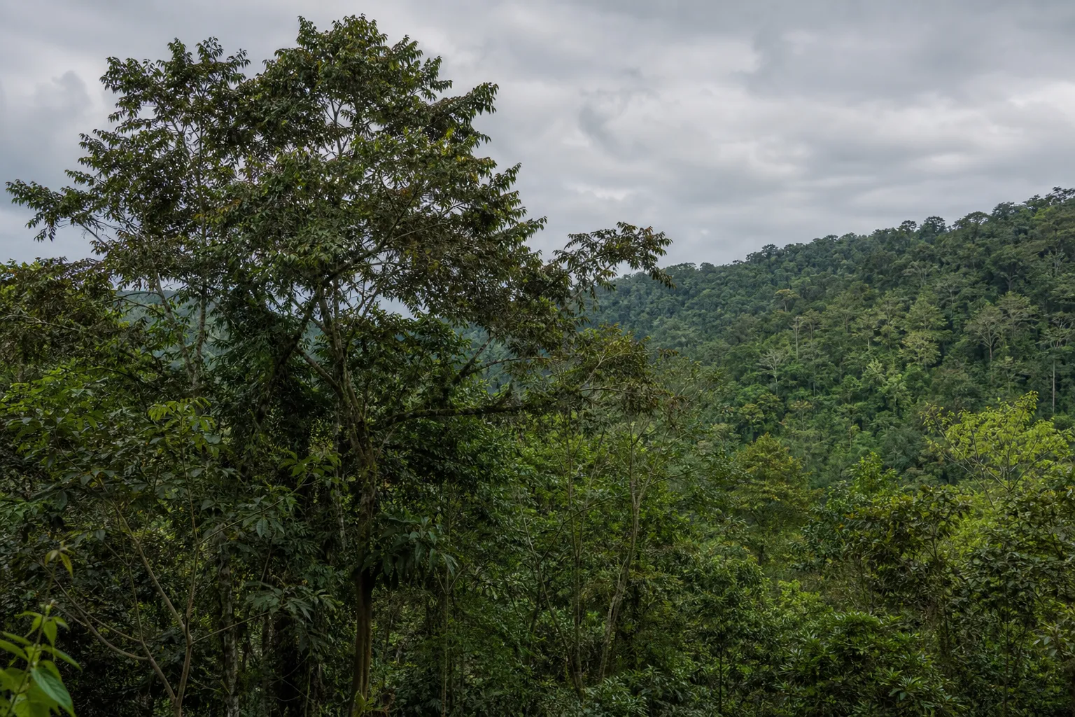Court in Colombia halts pilot aerial spraying of coca crops