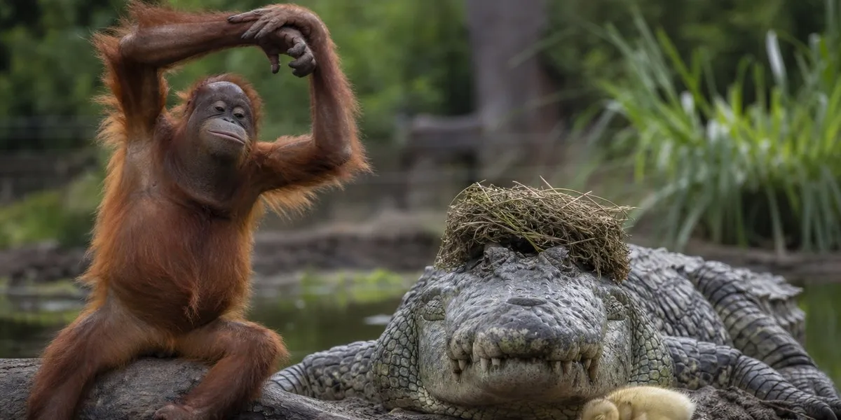 Объявлены финалисты Comedy Wildlife Photography Awards — ABC News Australia