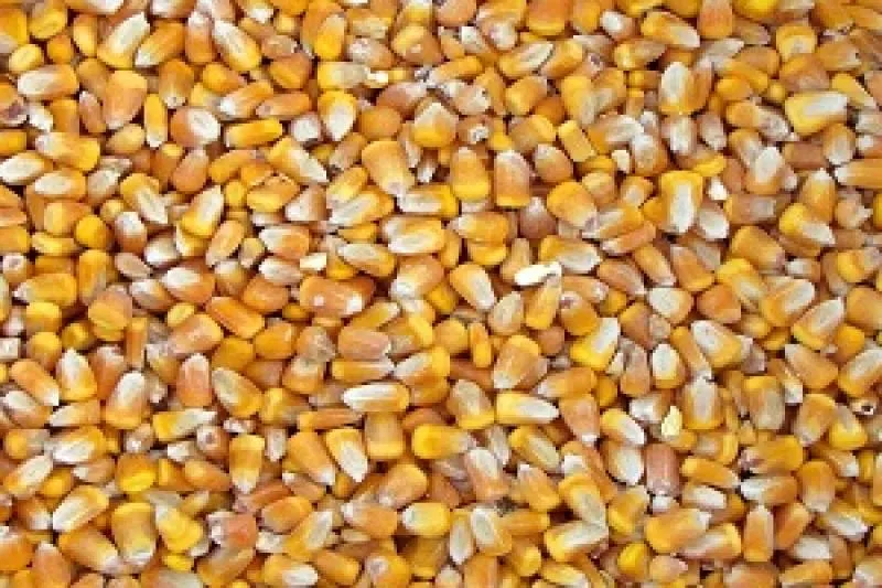В Україні почали знижуватись ціни на кукурудзу