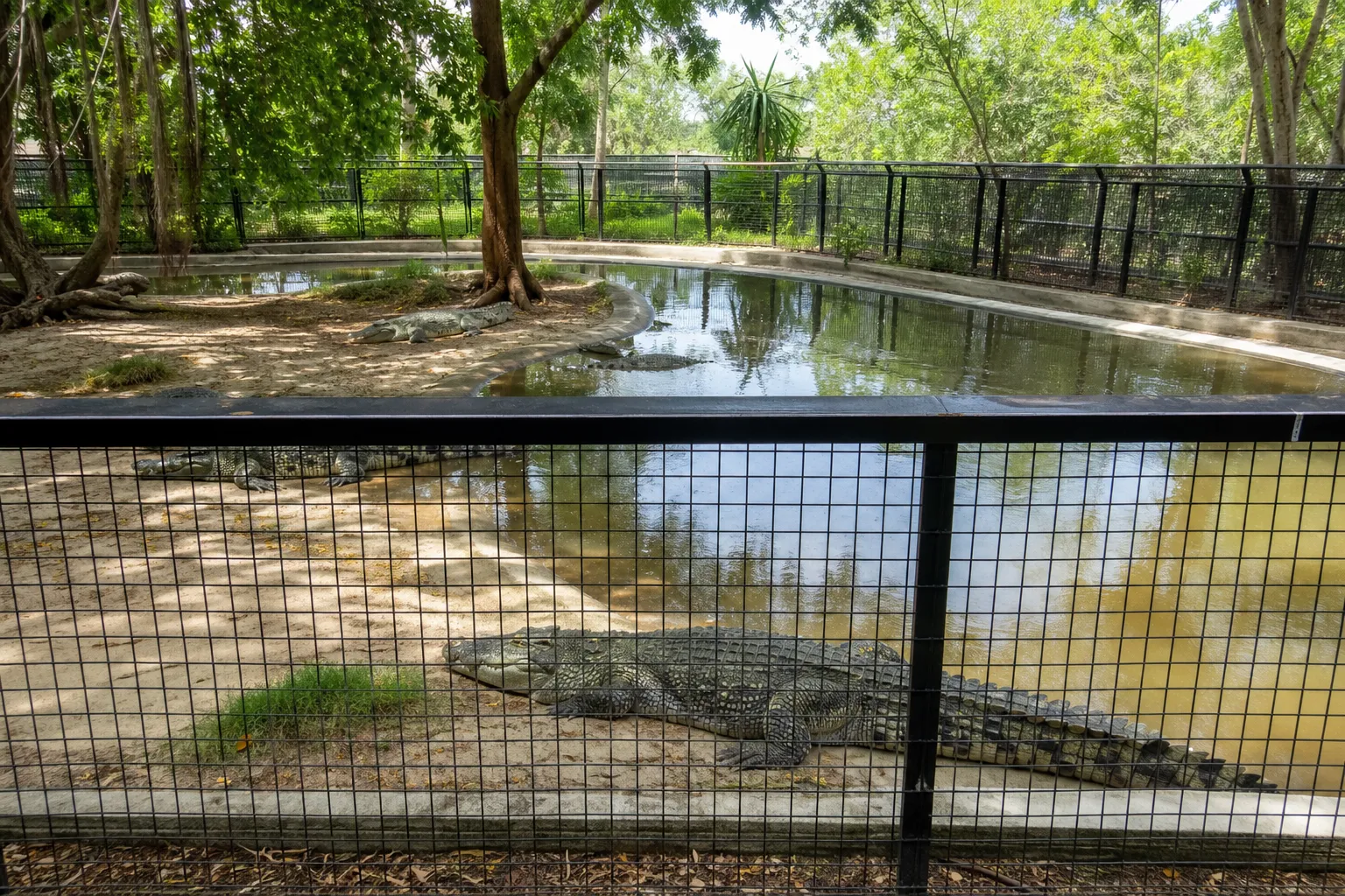 Crocodile handler dies after attack in Papua New Guinea