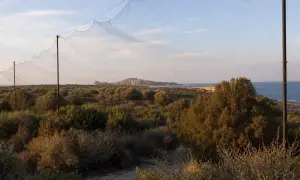英国呼吁加强对珍贵化石出口的管控