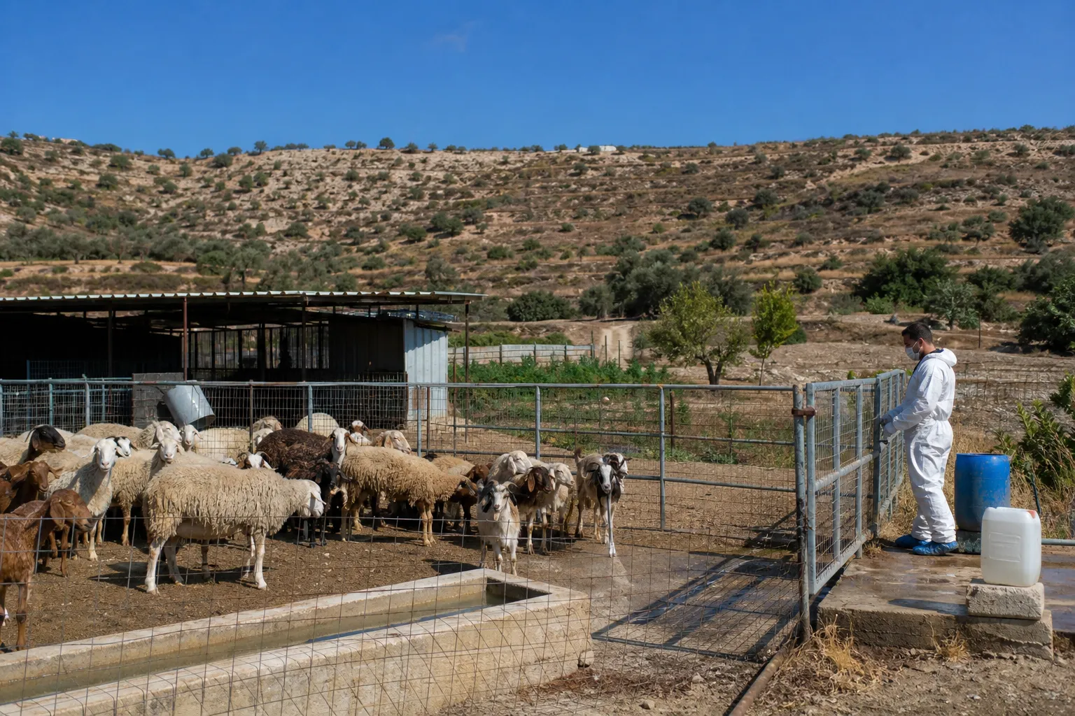 Cyprus unveils €610.9m livestock recovery plan — Cyprus Mail