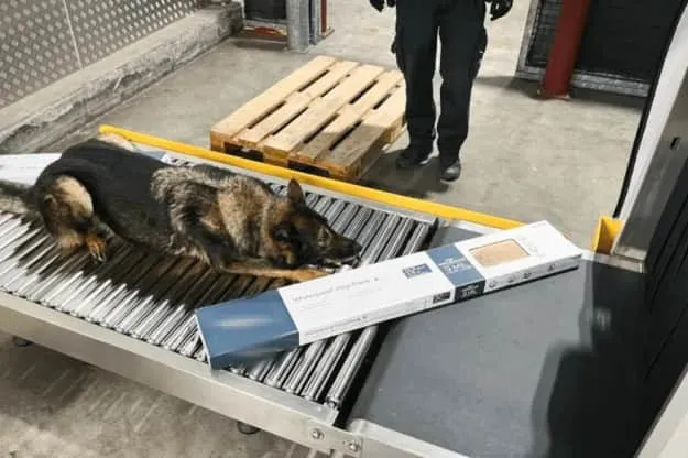 Службовий пес в аеропорту Цюриха винюхав гашишу, замаскований під покриття для підлоги