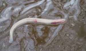 У НПП «Прип’ять-Стохід» виявили червонокнижну міногу