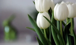 Зеленський закликав Європу активніше підтримати Молдову проти російського впливу