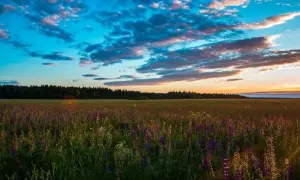 Олигарха Дыминского обвинили в смертельном ДТП