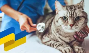 Генсек НАТО примет участие в саммите «Крымской платформы»: подробности