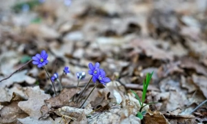 Петиція про захист Карпат зібрала 25 тис підписів