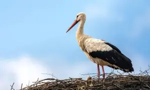 Скільки балів потрібно набрати на НМТ для вступу на бюджет