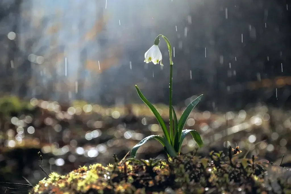 Погода в Україні 31 березня: тепло, дощі та мокрий сніг