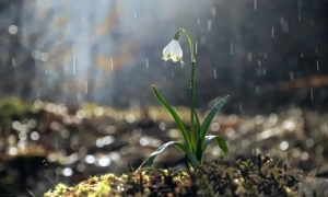 Відео: поліція схопила турка за контрабанду героїну