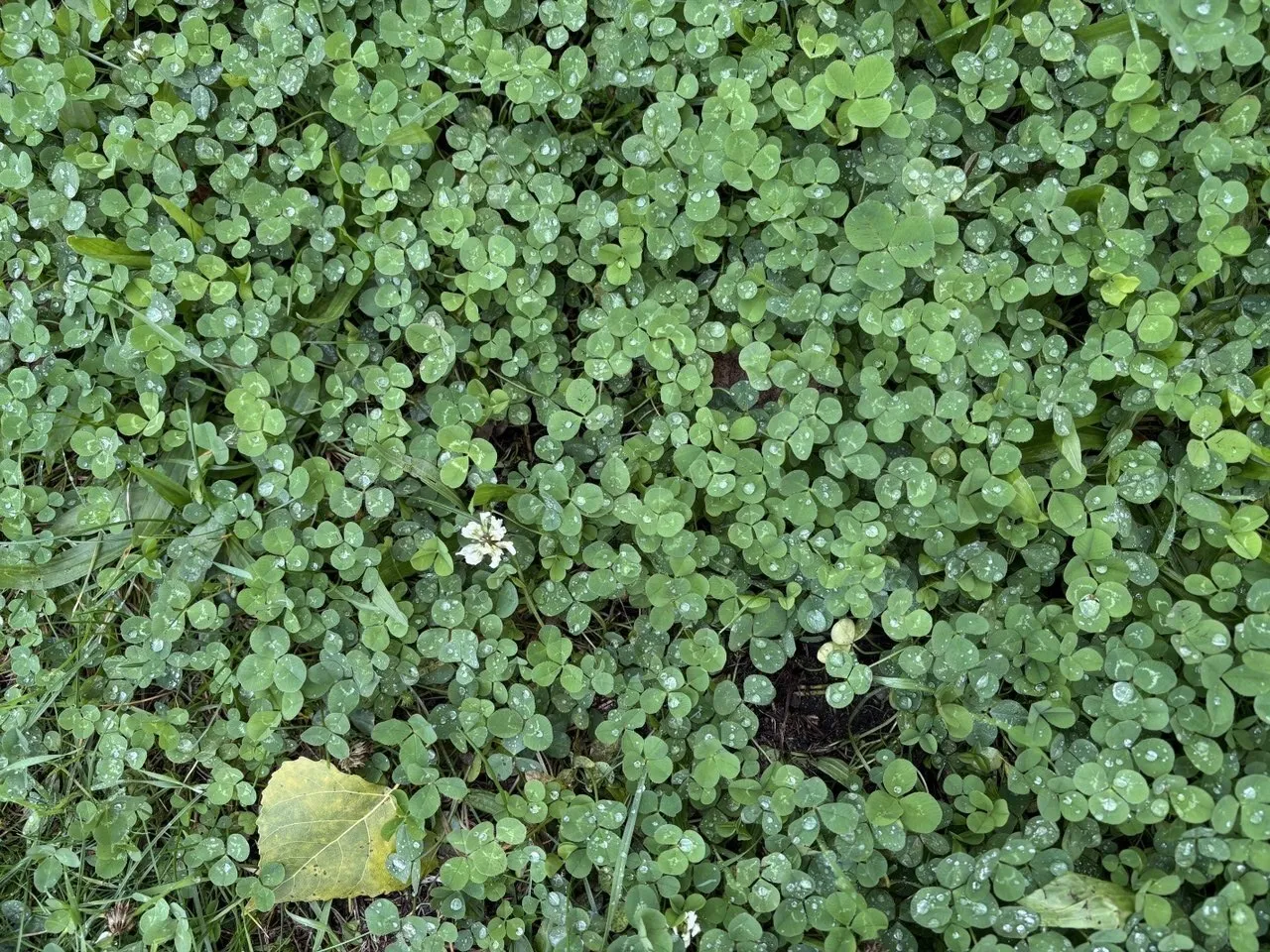 У неділю, 12 жовтня, на заході та півдні України пройдуть дощі
