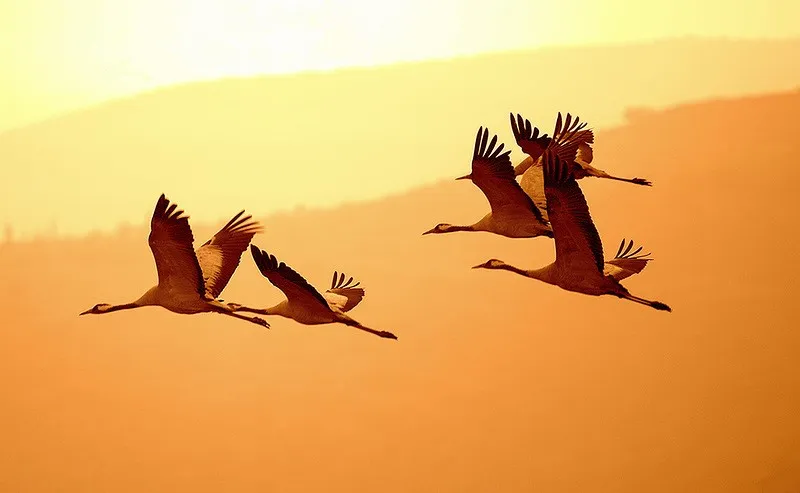 September 13, 2026 — World Crane Day: Interesting Facts About These Majestic Birds