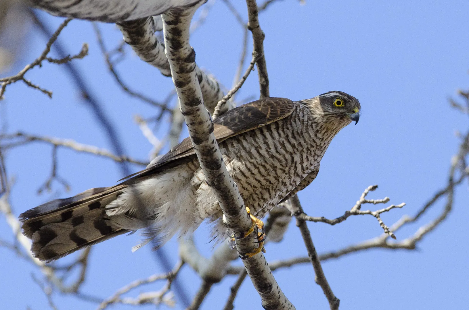 У Нікополі дикий яструб врятував людей, збивши ворожий дрон
