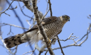 Повітряні сили знищили уночі 12 російських ударних дронів