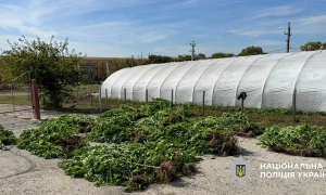 На Дніпропетровщині поліцейські викрили наркоаграріїв