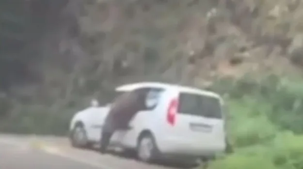 Video: In Romania, a bear broke into a parked car in search of food