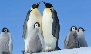 У розслідуванні втручання Росії у вибори США помічено слід Клінтон