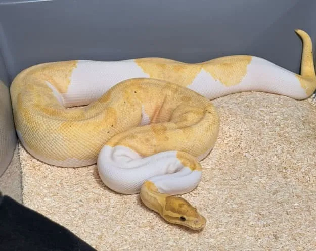 A man who kept more than 140 pythons in his basement is on trial in Krakow