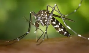 Flutterwave забезпечить онлайн-оплату заявок на акції НПЗ Dangote в Нігерії