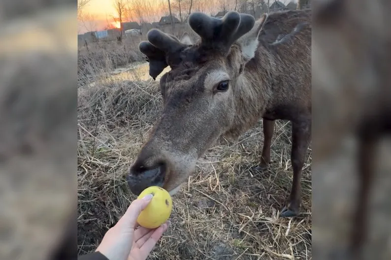 Поранений олень Борис уже ходить і навіть гуляє
