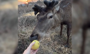 В Одесу прибув фрегат НАТО з гарматами, ракетами і торпедами