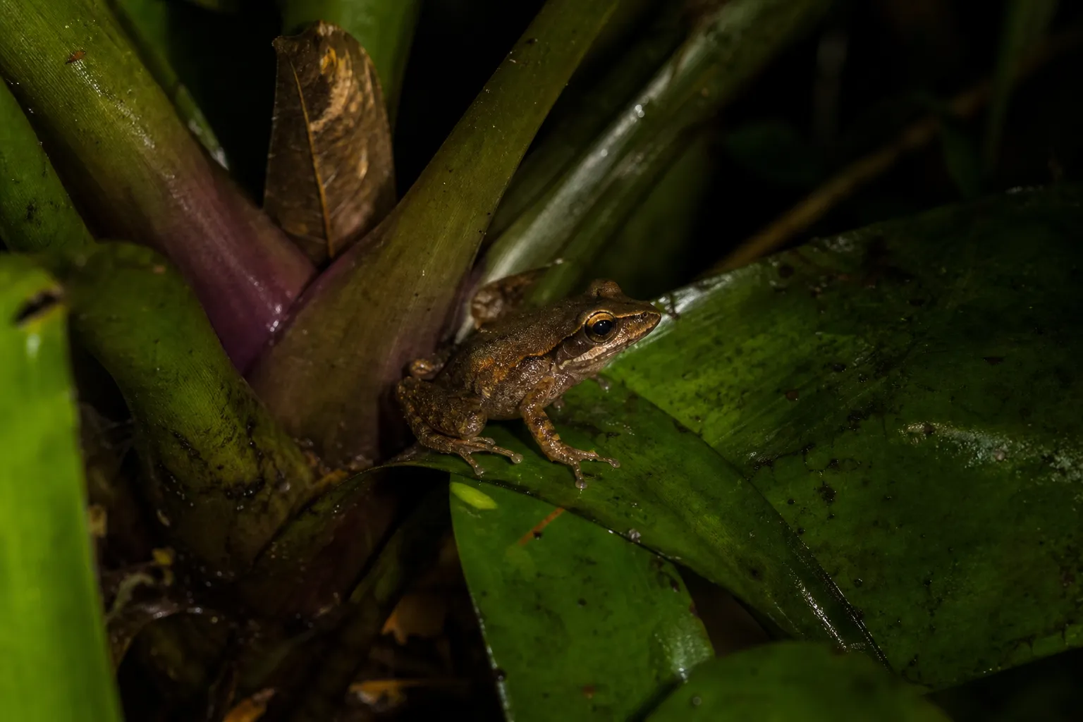 Frog species Pristimantis milpe formally described in Ecuador