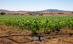 Australijscy producenci trzciny cukrowej dostaną dwa lata na wycofanie paraquatu