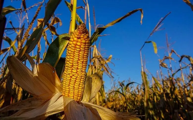 Україна вперше випередила минулорічний експорт кукурудзи