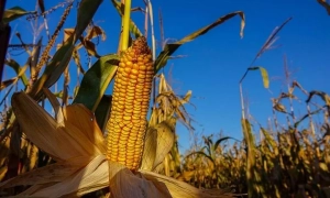 СБУ викрила чотирьох агентів ФСБ, які займалися диверсіями на залізниці