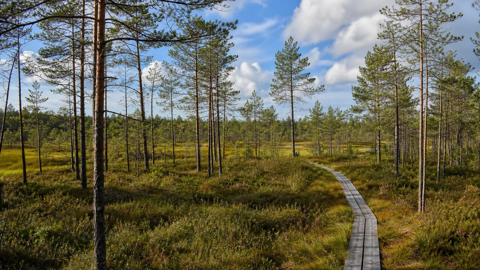 Estonia powiększy Park Narodowy Alutaguse o prawie 25 tys. hektarów — ERR News