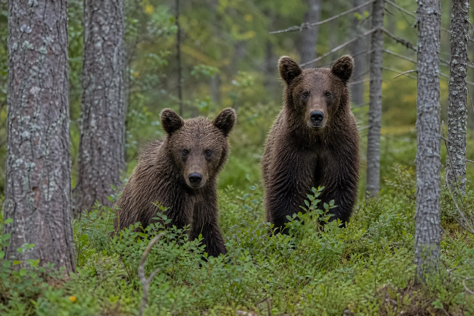 Two bear cubs killed in Estonia after returning to homes