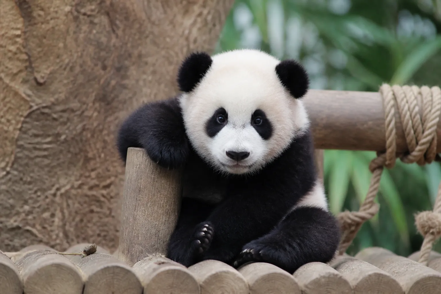 Everland Park has launched the final round of voting to choose a name for the panda