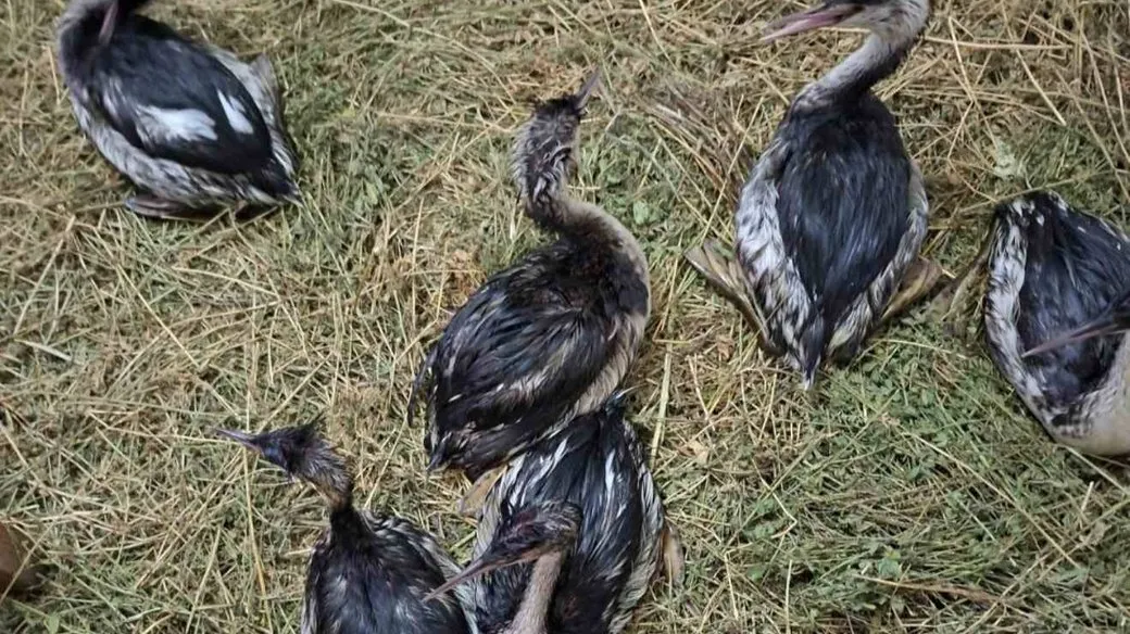 В Одеській області випустили врятованих пірникоз