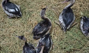 У Києві відбудеться марш з нагоди 75-річчя створення УПА