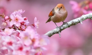 Фото, відео: у Рівному накрили глибоко законспірований бордель