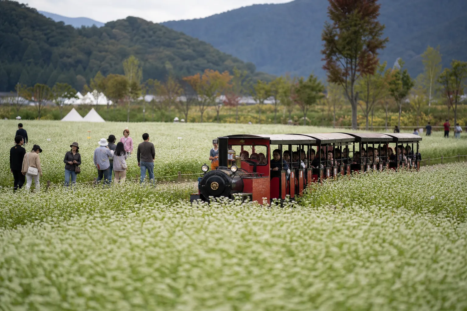 Hyoseok Cultural Festival Continues in Pyeongchang