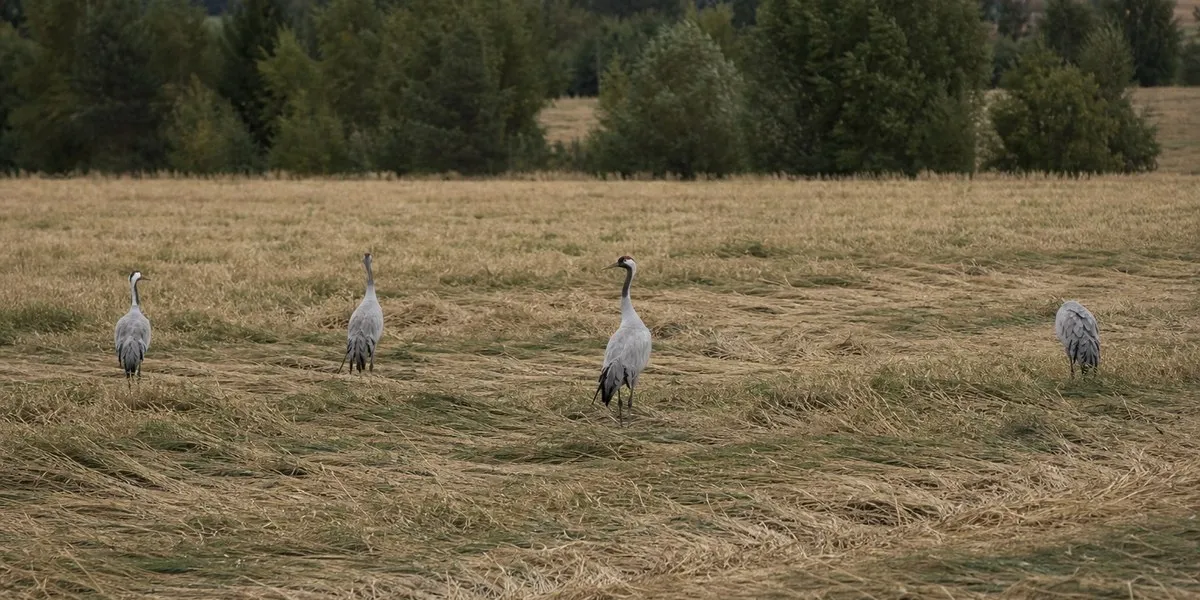 In Finland, farmers report losses of several thousand euros due to cranes