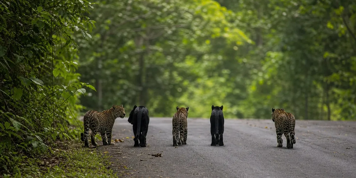 Five leopards believed to be young spotted in Thailand — Bangkok Post