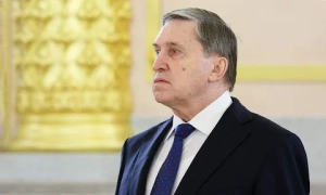 Білі ведмеді можуть померти від голоду: деталі 