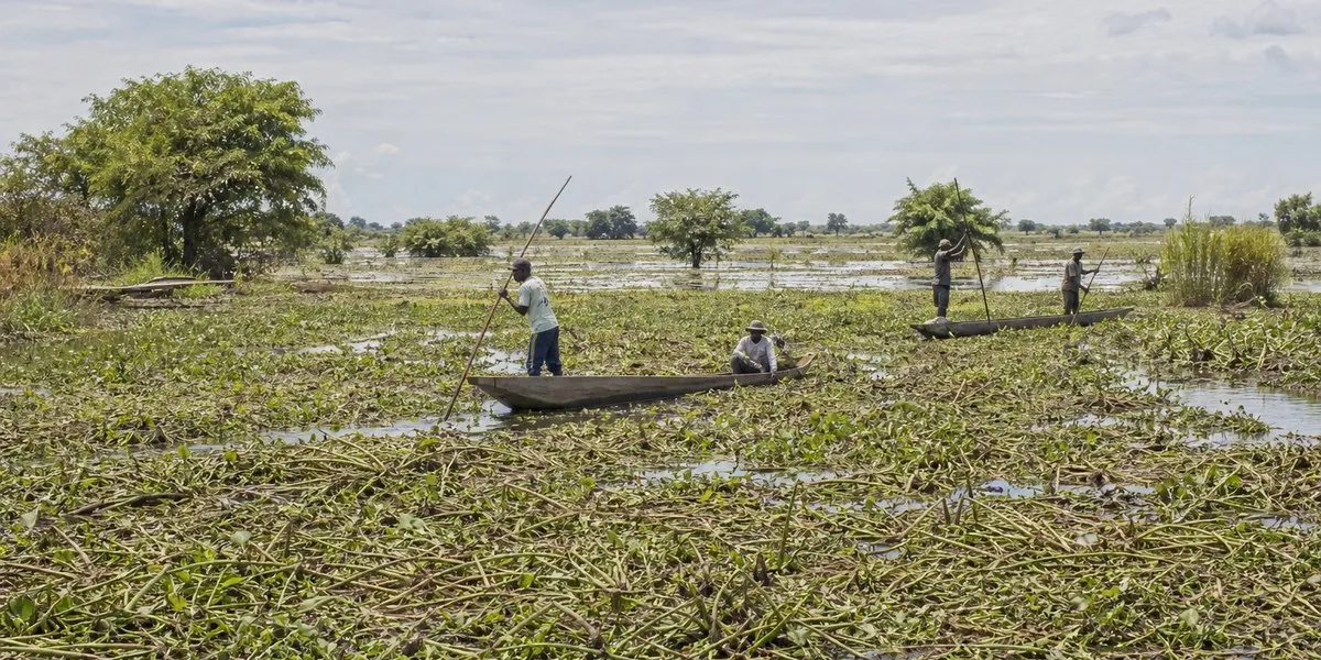 Pływające chwasty zagrażają rybołówstwu i rolnictwu w Malawi — Mongabay