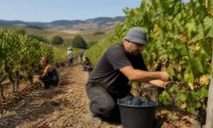 80% українських агропідприємств можуть залишитися без субсидій після вступу до ЄС