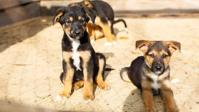 Part of the Sirius shelter for homeless animals burned down in the Kyiv region