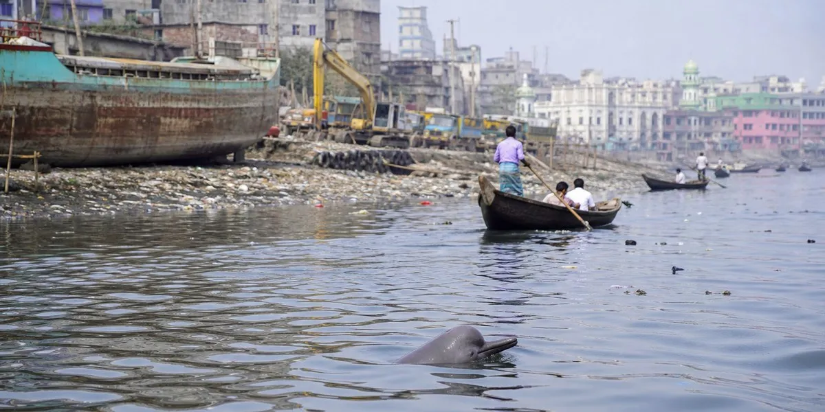 W zanieczyszczonej rzece Buriganga w Bangladeszu odkryto około 20 delfinów